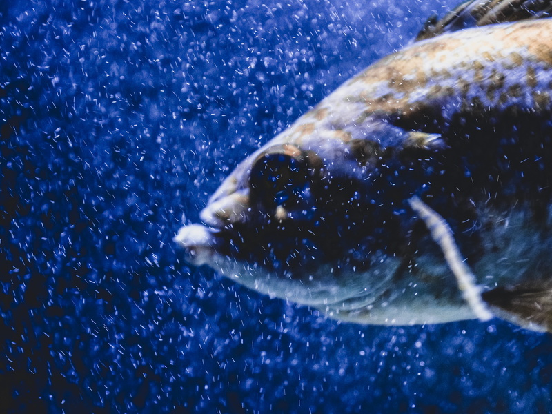 鱼缸里的水下生灵壁纸合集