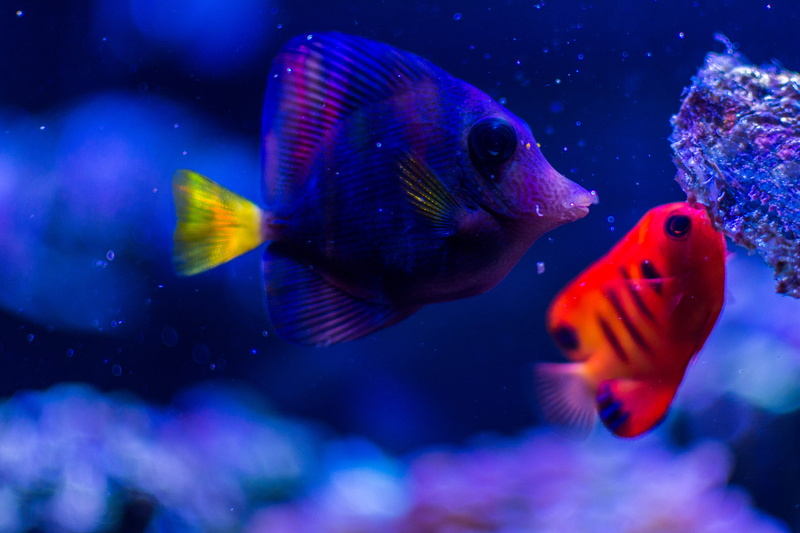 绝美海洋生物壁纸合集