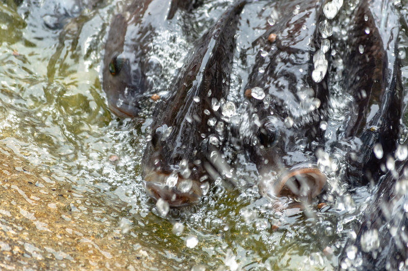 五千元高清壁纸合集：水产养殖 新鲜食材 户外游泳 尼罗河风光