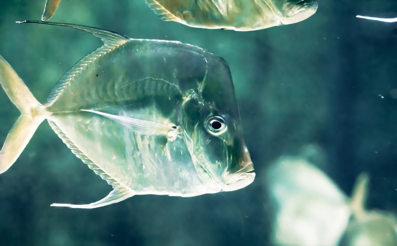 巴哈马亚特兰蒂斯天堂岛绝美野生海景壁纸