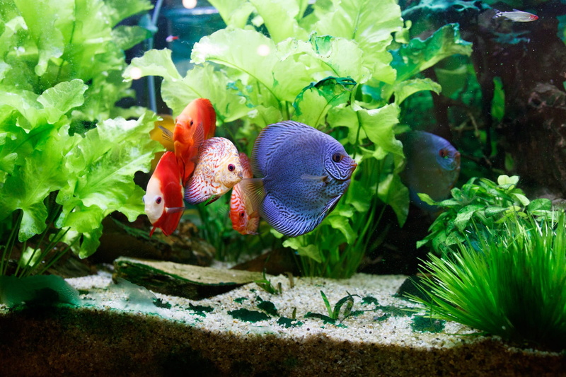 绝美水下水族壁纸合集