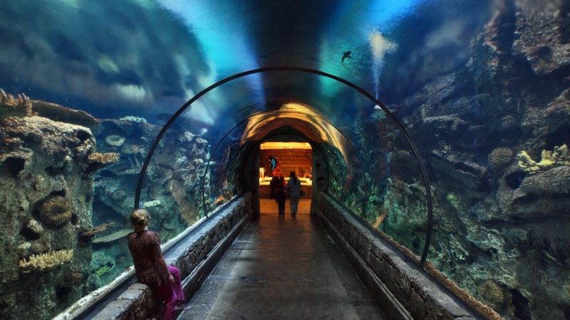 拉斯维加斯藏着个海底鲨鱼隧道？这打卡点也太绝了