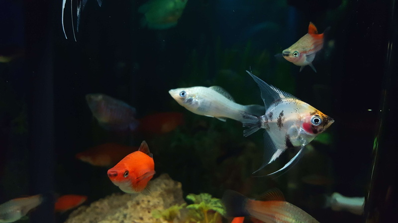 野生与圈养的海洋精灵：神仙鱼尼莫主题壁纸