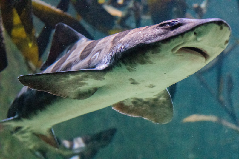 这张图是Christen Harper的高清手机壁纸，室内棚拍半身特写超吸睛
