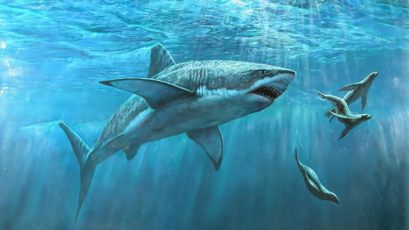 水下野生萌凶动物高清壁纸