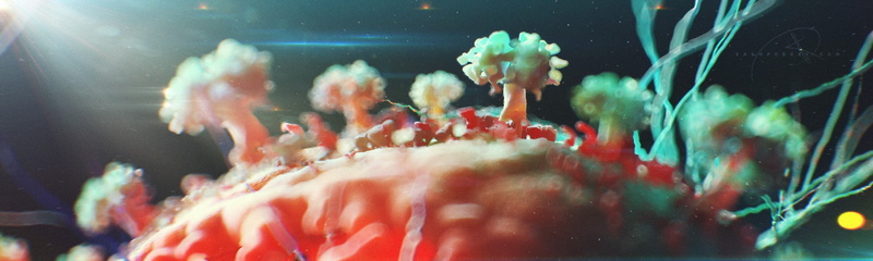 深海奇幻生物壁纸合集