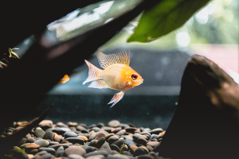 加纳野外河域的淡水鱼壁纸