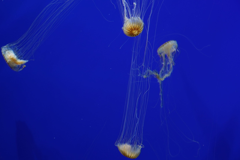 绝美水下壁纸合集