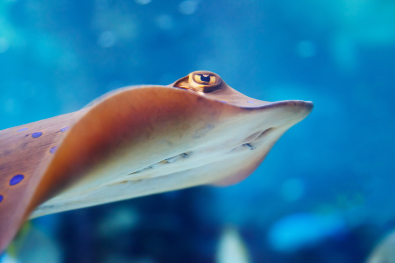绝美海底生物特写壁纸合集
