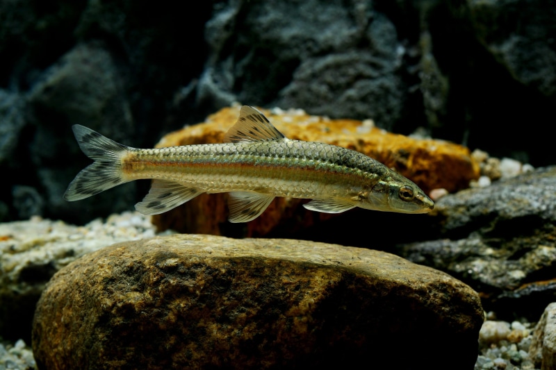 绝美淡水海鱼壁纸合集