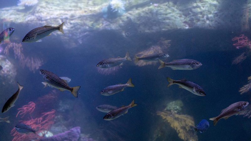 野生海洋动物群高清壁纸