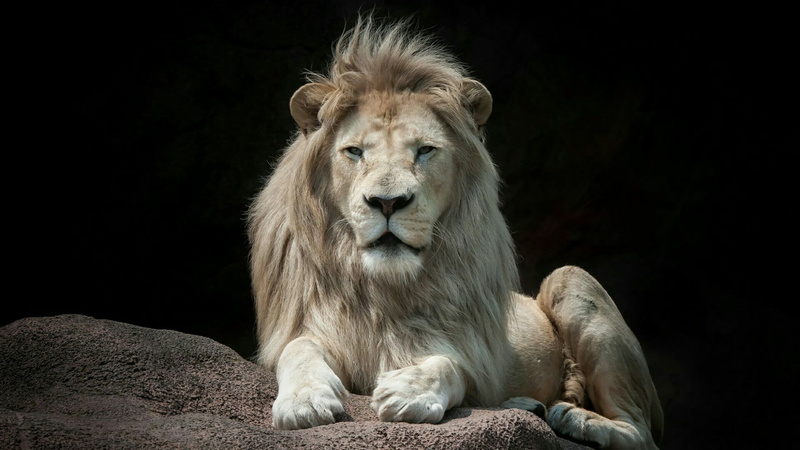 正面高清雄狮壁纸 野性扑面而来