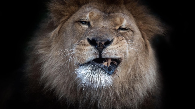 野性狮群高清壁纸合集