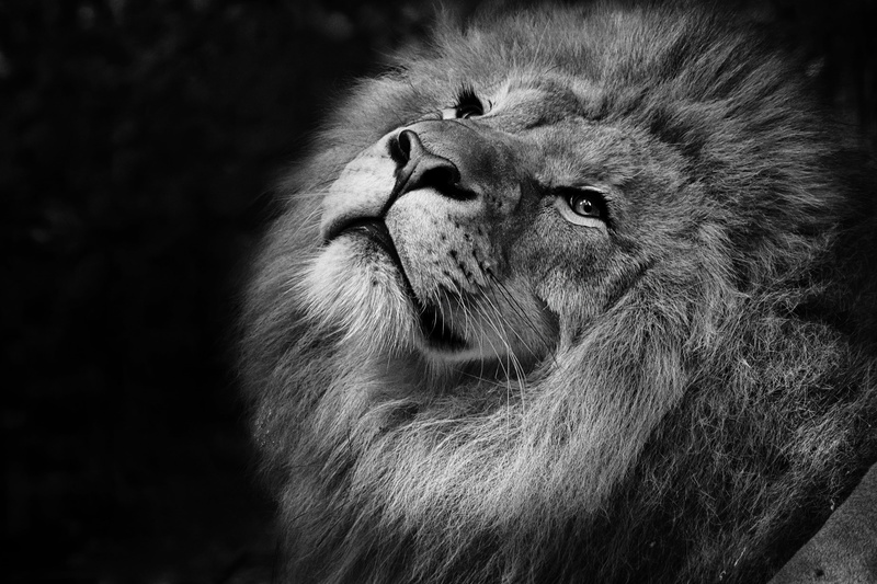 高清野生动物壁纸合集：雄狮鬃毛特写与野性瞬间