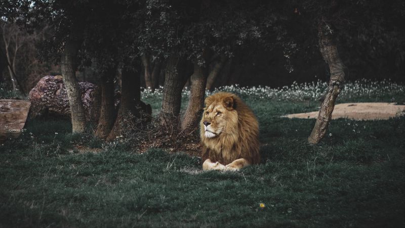 狮鬃猛兽高清壁纸