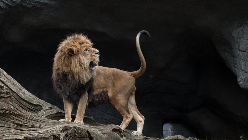 野生雄狮高清壁纸 野性张力拉满