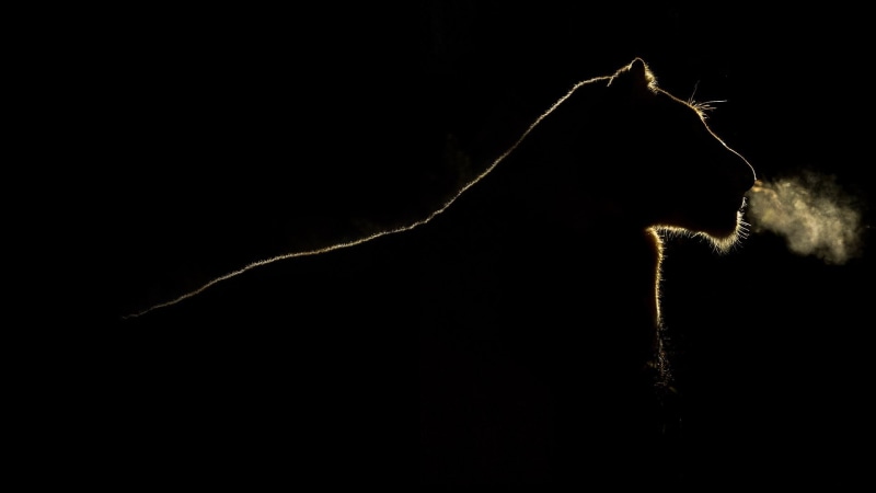 深夜野外的狮子剪影壁纸，氛围感拉满