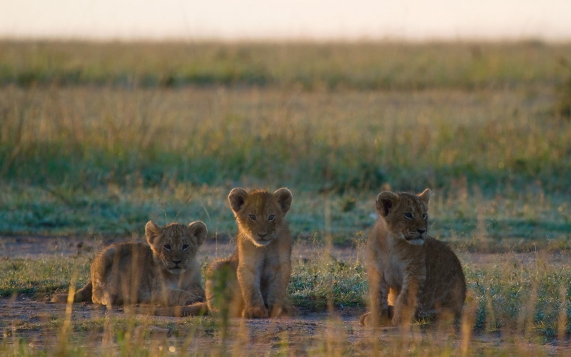 野生狮子群踏草而行 高清野生动物壁纸
