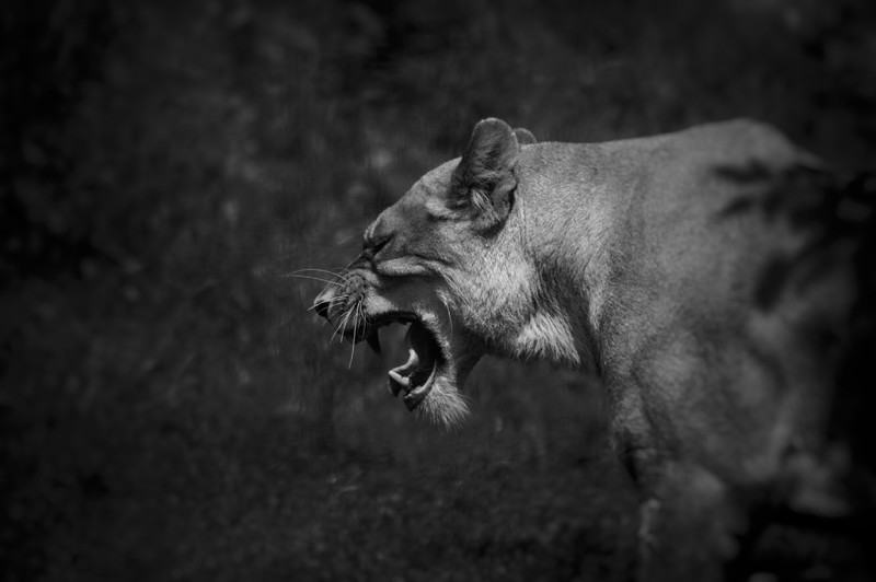 野性猫科动物特写壁纸合集