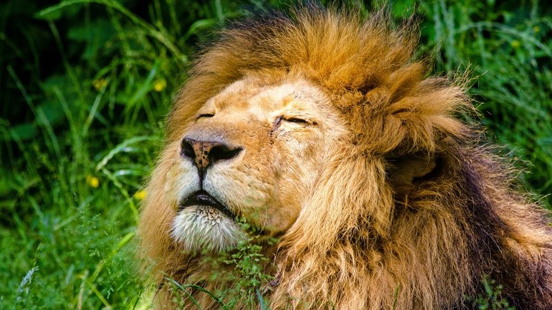 4K超清狮头猛兽口鼻壁纸