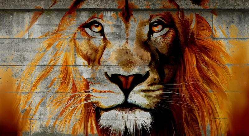 街头艺术野性雄狮特写壁纸
