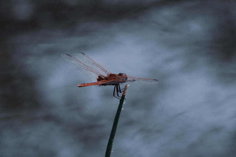 户外野生生物高清壁纸合集