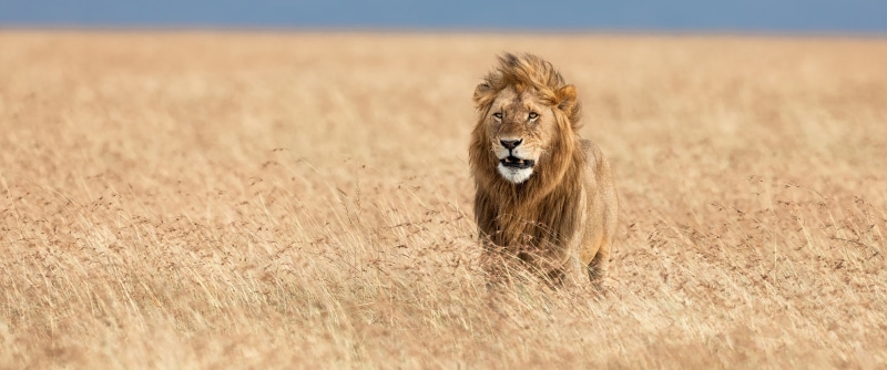 绝美的野生动物狮子2K超宽屏壁纸