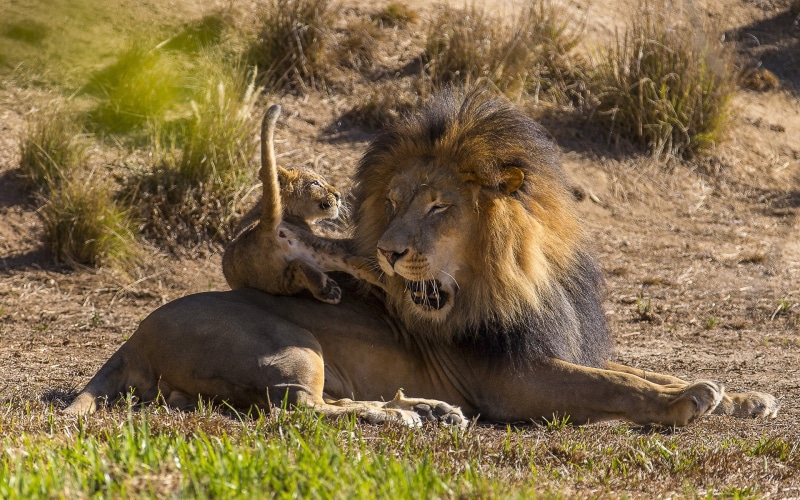 1080P高清幼狮壁纸免费分享