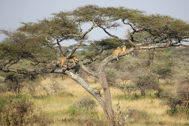 塞伦盖蒂草原上的母狮  Tanzania绝美野生狮群壁纸