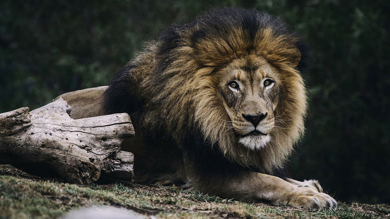 野生雄狮高清壁纸合集