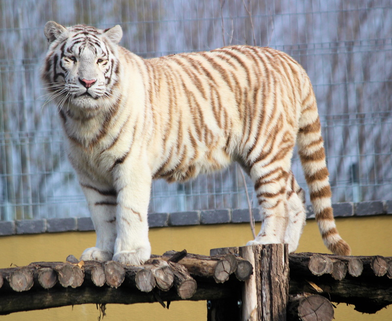 高清野生猛兽壁纸合集