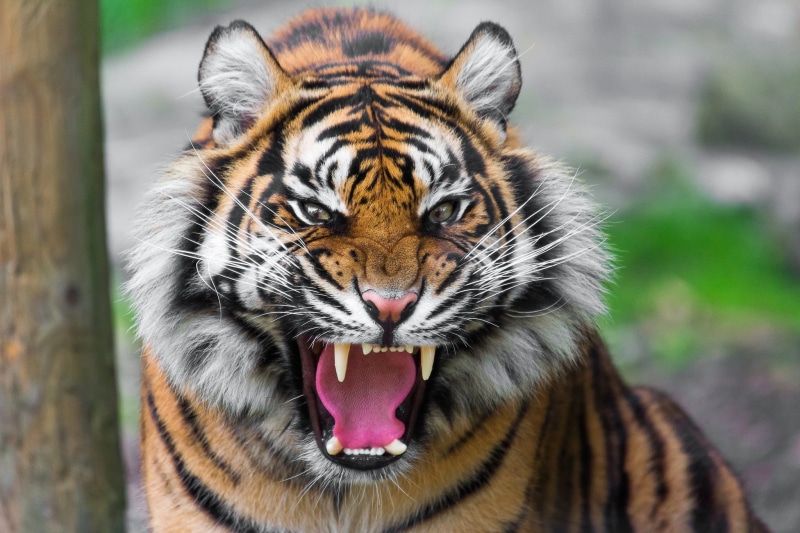 怒目獠牙的野性猛兽壁纸合集