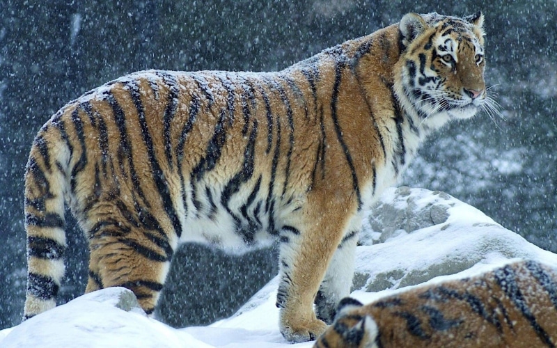 雪地里的野生老虎高清壁纸合集