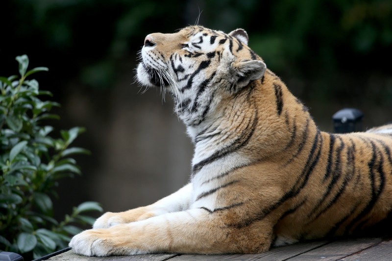 猛虎动物高清壁纸