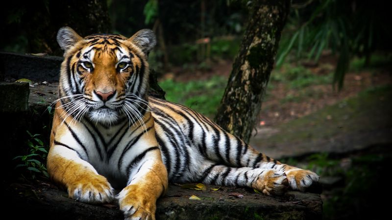 一眼心动的野生大猫壁纸