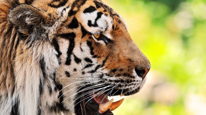 4K高清壁纸：猛兽虎牙特写合集