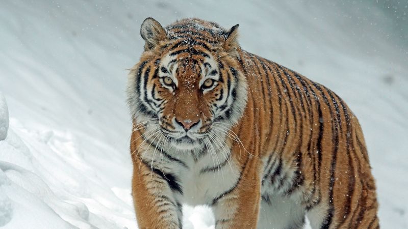 雪地猛兽4K高清壁纸：西伯利亚虎的野性瞬间