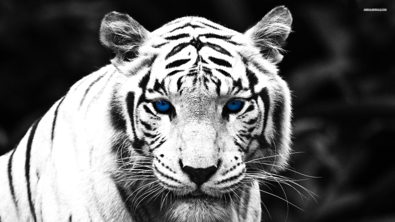 绝美野生大猫壁纸合集 每一张都戳中眼球