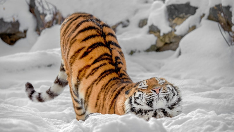 雪地里伸懒腰的大猫壁纸合集