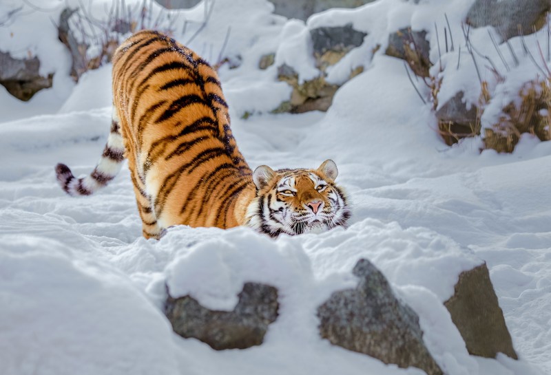 雪地猛虎高清壁纸合集