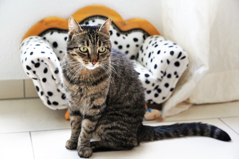 猫咪老虎混搭萌宠壁纸 带斑点的可爱小家伙