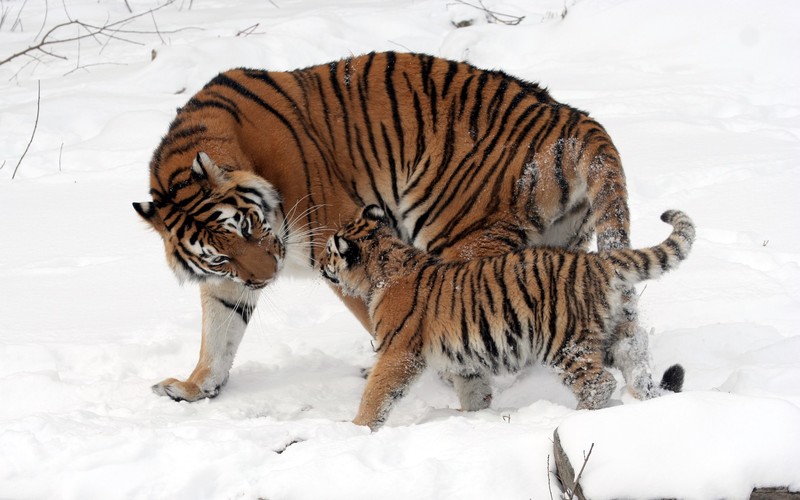 雪地里的猛虎野性壁纸