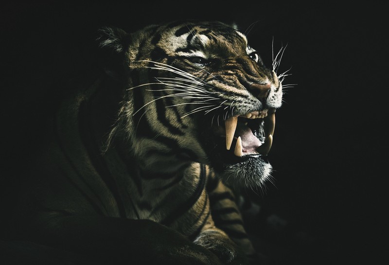 露獠牙的猛兽壁纸合集