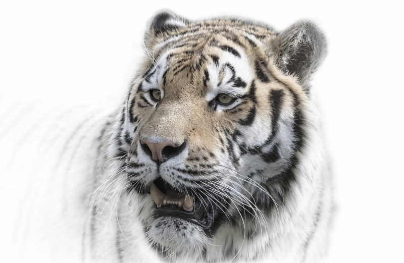 惊艳大猫壁纸合集 1080P高清虎图