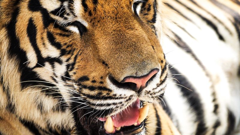 4K超清壁纸合集：老虎面部獠牙特写