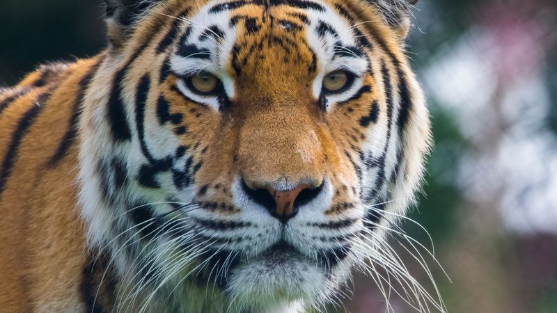 4K超清老虎壁纸 野性猛兽专属壁纸