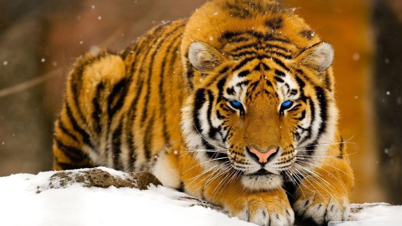 雪地里的斑斓大猫