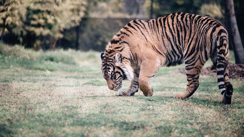 野外猛虎捕食者4K壁纸合集