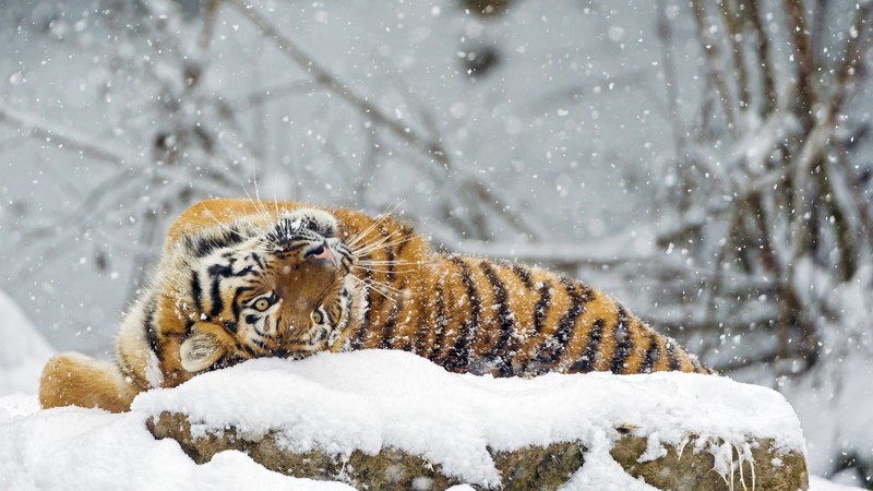 雪地里的萌系老虎壁纸 冬日氛围感拉满