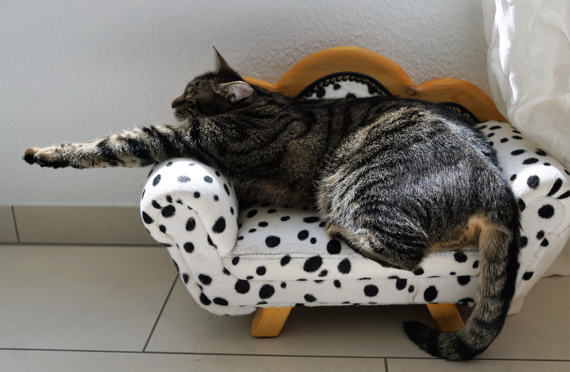 # 猫咪虎斑造型又累又困？这组壁纸把慵懒感拉满